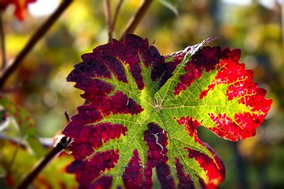 Pfalz-herbstlich-2012_044